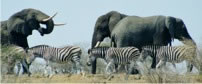 Safari in Kruger from Cape Town